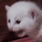 Benutzeravatar